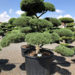 1615 - Borovice lesn&iacute; - Pinus sylvestris