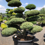 1617 - Jalovec prostředn&iacute; - Juniperus media 'Hetzii'