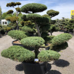 1619 - Jalovec prostředn&iacute; - Juniperus media 'Hetzii'