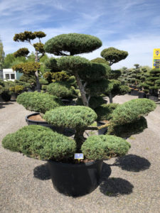 1619 - Jalovec prostředn&iacute; - Juniperus media 'Hetzii'