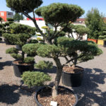 1621 - Borovice drobnokvět&aacute; - Pinus parviflora 'Tempelhof'