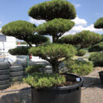 1624 - Borovice čern&aacute; prav&aacute; - Pinus nigra nigra