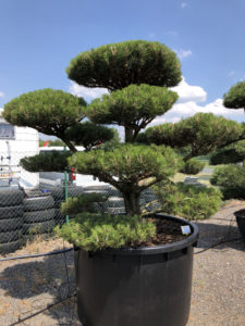 1624 - Borovice černá pravá - Pinus nigra nigra