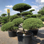 1629 - Borovice kleč - Pinus mugo mughus