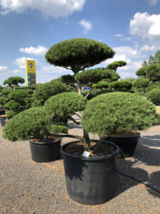 1629 - Borovice kleč - Pinus mugo mughus