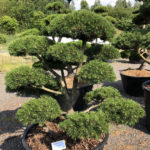 1630 - Borovice kleč - Pinus mugo 'Gnom'