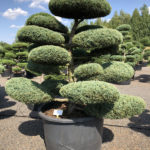 1631 - Jalovec prostředn&iacute; - Juniperus media 'Hetzii'