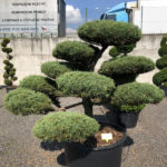 1632 - Jalovec prostředn&iacute; - Juniperus media 'Hetzii'