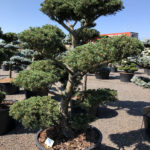 1634 - Borovice drobnokvět&aacute; - Pinus parviflora 'Tempelhof'