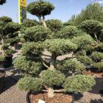 1635 - Borovice drobnokvět&aacute; - Pinus parviflora 'Tempelhof'