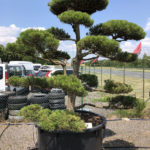 1638 - Borovice čern&aacute; prav&aacute; - Pinus nigra nigra