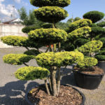 1640 - Tis červen&yacute; - Taxus baccata 'Dovastonii Aurea'