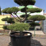 1643 - Borovice čern&aacute; prav&aacute; - Pinus nigra nigra