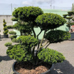 1644 - Cesm&iacute;na vroubkovan&aacute; - Ilex crenata