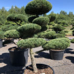 1646 - Jalovec prostředn&iacute; - Juniperus media 'Hetzii'