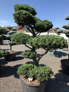 1647 - Borovice drobnokvětá - Pinus parviflora 'Tempelhof'