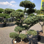 1649 - Borovice drobnokvět&aacute; - Pinus parviflora 'Tempelhof'