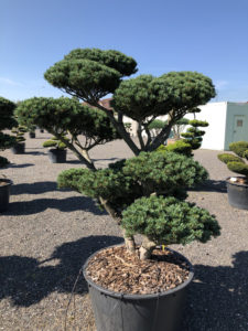 1649 - Borovice drobnokvětá - Pinus parviflora 'Tempelhof'