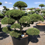 1655 - Borovice kleč - Pinus mugo 'Gnom'