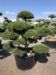 1655 - Borovice kleč - Pinus mugo 'Gnom'