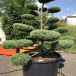 1656 - Jalovec prostředn&iacute; - Juniperus media 'Hetzii'