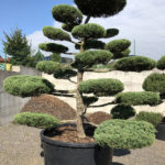 1659 - Jalovec prostředn&iacute; - Juniperus media 'Hetzii'