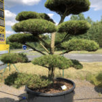 1666 - Borovice čern&aacute; prav&aacute; - Pinus nigra nigra