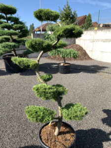 1669 - Modřín japonský - Larix kaempferi