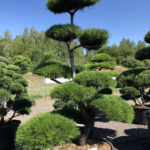 1675 - Borovice pokroucen&aacute; - Pinus contorta