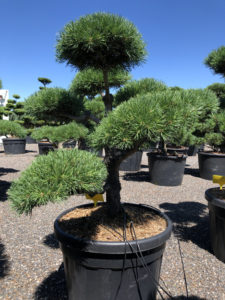 1681 - Borovice lesní - Pinus sylvestris