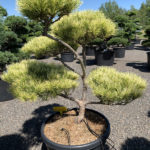 1683 - Borovice hustokvět&aacute; - Pinus densiflora 'Oculus-draconis'