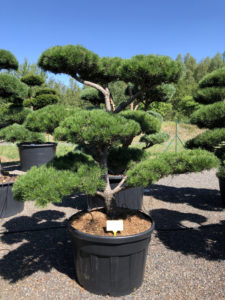 1691 - Borovice pokroucená - Pinus contorta
