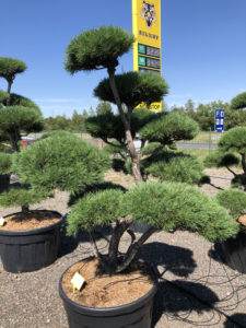 1694 - Borovice lesní - Pinus sylvestris