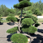 1695 - Borovice pokroucen&aacute; - Pinus contorta