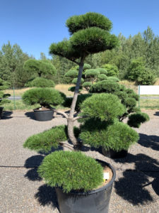1695 - Borovice pokroucená - Pinus contorta