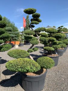 1703 - Tis červený - Taxus baccata 'Summergold'