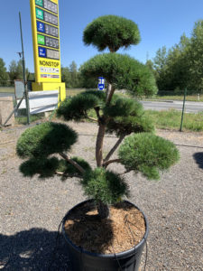 1707 - Borovice lesní - Pinus sylvestris