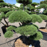 1708 - Borovice lesn&iacute; - Pinus sylvestris