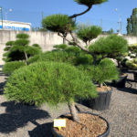 1715 - Borovice pokroucen&aacute; - Pinus contorta