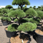 1717 - Borovice lesn&iacute; - Pinus sylvestris