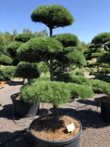 1718 - Borovice lesní - Pinus sylvestris