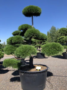 1723 - Borovice pokroucená - Pinus contorta