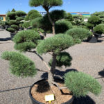 1734 - Borovice lesn&iacute; - Pinus sylvestris