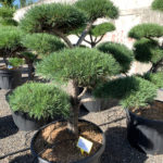 1735 - Borovice lesn&iacute; - Pinus sylvestris