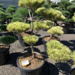 1737 - Borovice hustokvět&aacute; - Pinus densiflora 'Oculus-draconis'