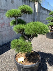 1739 - Borovice pokroucená - Pinus contorta