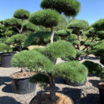 1745 - Borovice lesn&iacute; - Pinus sylvestris