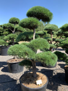 1745 - Borovice lesní - Pinus sylvestris