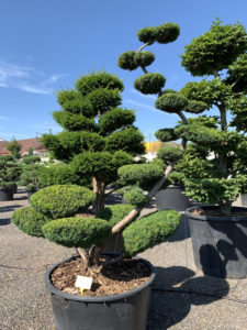 1750 - Tis prostřední - Taxus media 'Sebian'