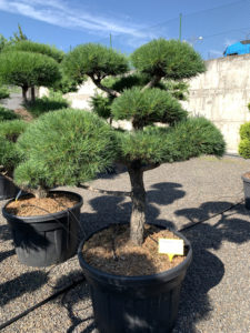 1753 - Borovice lesní - Pinus sylvestris